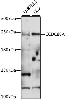 CCDC88A Rabbit pAb