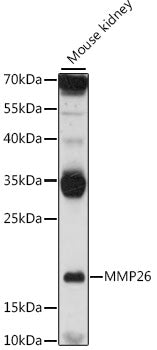 MMP26 Rabbit pAb