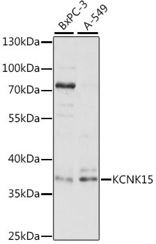 KCNK15 Rabbit pAb