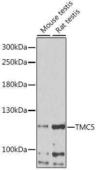 TMC5 Rabbit pAb