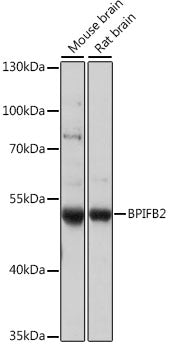 BPIFB2 Rabbit pAb