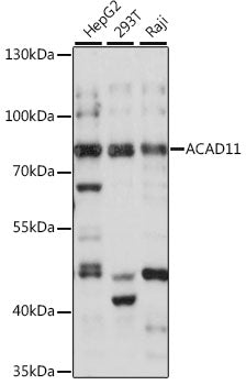 ACAD11 Rabbit pAb