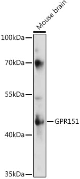 GPR151 Rabbit pAb
