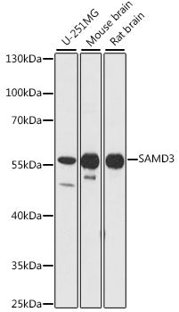 SAMD3 Rabbit pAb