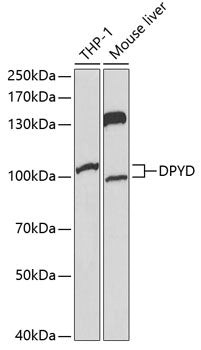 DPYD Rabbit pAb