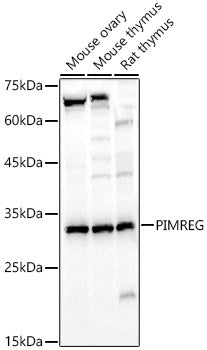PIMREG Rabbit pAb