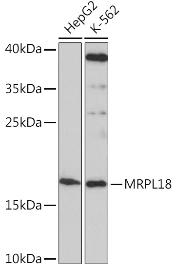 MRPL18 Rabbit pAb