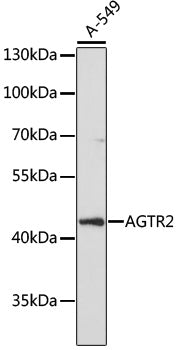 AGTR2 Rabbit pAb