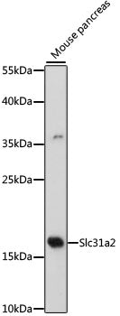 Slc31a2 Rabbit pAb