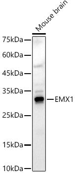 EMX1 Rabbit pAb