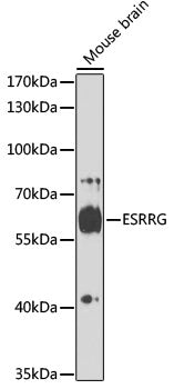 ESRRG Rabbit pAb