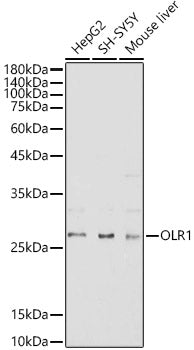 OLR1 Rabbit pAb