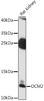 OCM2 Rabbit pAb