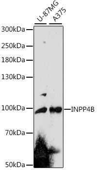 INPP4B Rabbit pAb