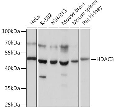 HDAC3 Rabbit pAb