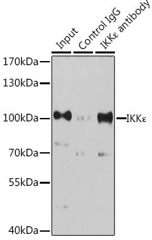 IKKε Rabbit pAb