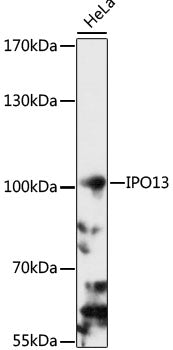 IPO13 Rabbit pAb