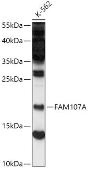 FAM107A Rabbit pAb