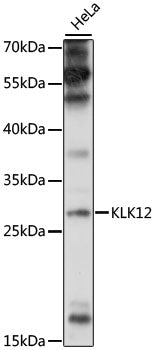 KLK12 Rabbit pAb