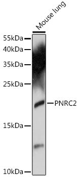 PNRC2 Rabbit pAb