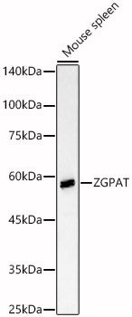 ZGPAT Rabbit pAb