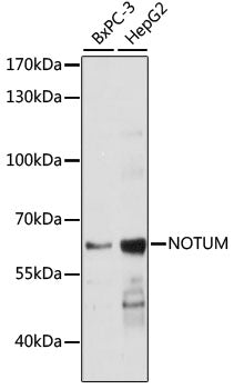 NOTUM Rabbit pAb