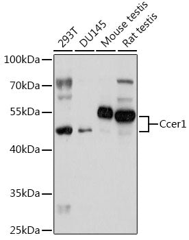 Ccer1 Rabbit pAb