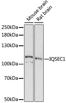 IQSEC1 Rabbit pAb