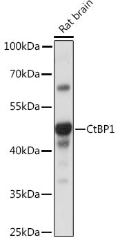 CtBP1 Rabbit pAb