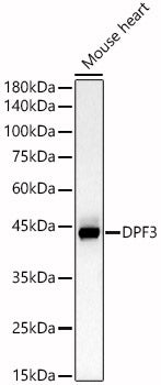 DPF3 Rabbit pAb