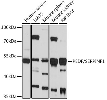 PEDF/SERPINF1 Rabbit pAb