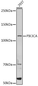 PIK3CA Rabbit pAb