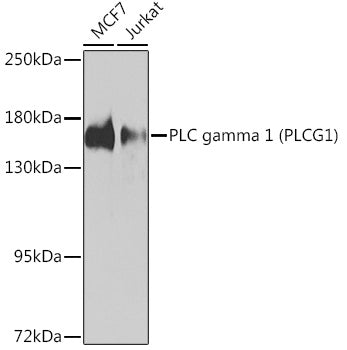 PLC gamma 1 (PLCG1) Rabbit pAb