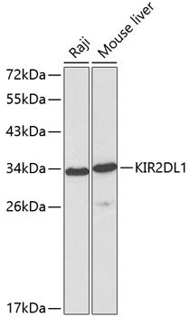 KIR2DL1 Rabbit pAb