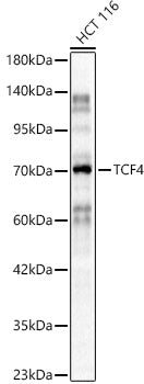TCF4 Rabbit pAb