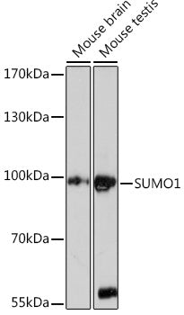 SUMO1 Rabbit pAb