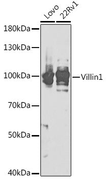Villin1 Rabbit pAb