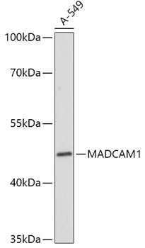 MADCAM1 Rabbit pAb