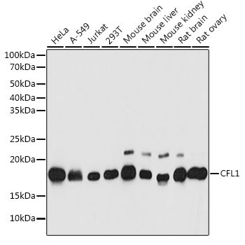 CFL1 Rabbit pAb