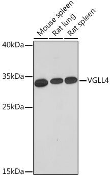 VGLL4 Rabbit pAb