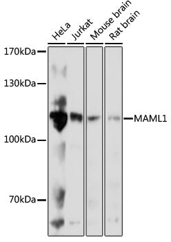MAML1 Rabbit pAb