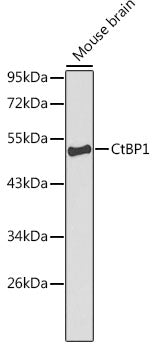 CtBP1 Rabbit pAb