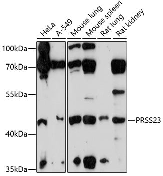 PRSS23 Rabbit pAb