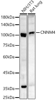 CNNM4 Rabbit pAb