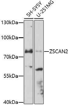 ZSCAN2 Rabbit pAb
