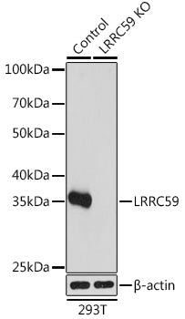 [KO Validated] LRRC59 Rabbit pAb