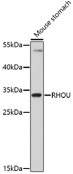 RHOU Rabbit pAb
