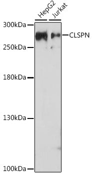 CLSPN Rabbit pAb