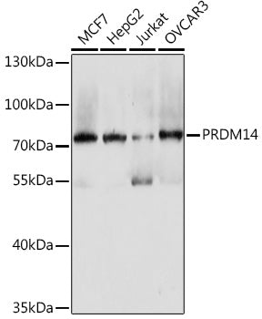 PRDM14 Rabbit pAb