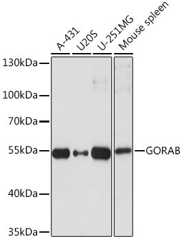 GORAB Rabbit pAb